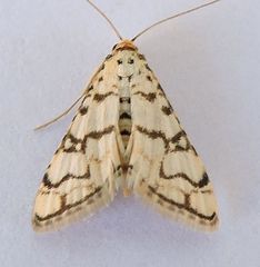 Hileithia aplicalis