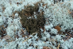 Cladonia crispata crispata