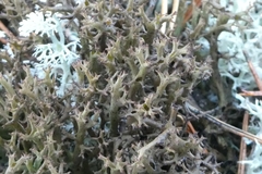 Cladonia crispata crispata