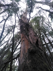 Eucalyptus brookeriana