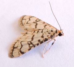 Hileithia aplicalis