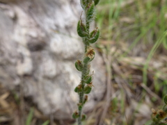 Plantago drummondii