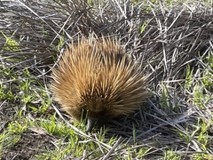 Tachyglossus aculeatus multiaculeatus