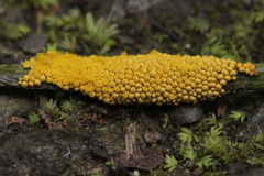 Oligonema affine
