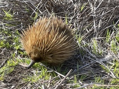 Tachyglossus aculeatus multiaculeatus
