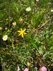 Pauridia serrata serrata