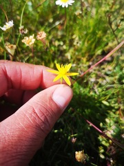 Pauridia serrata serrata