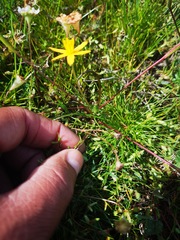 Pauridia serrata serrata