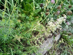 Galium mollugo