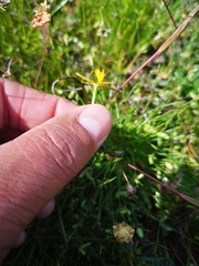 Pauridia serrata serrata