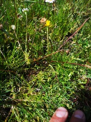 Pauridia serrata serrata