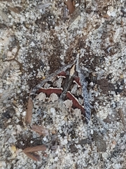 Dichromodes cirrhoplaca