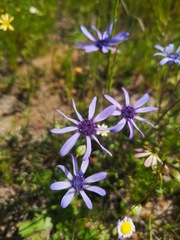 Felicia heterophylla