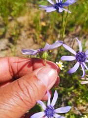 Felicia heterophylla