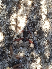 Dichromodes cirrhoplaca