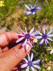 Felicia heterophylla