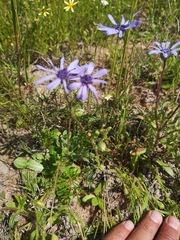 Felicia heterophylla
