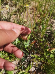 Felicia heterophylla