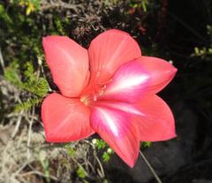 Gladiolus carmineus