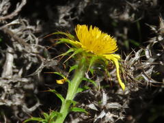 Cullumia setosa setosa