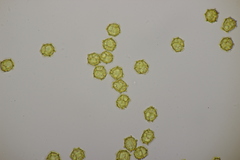 Oligonema affine