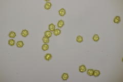 Oligonema affine