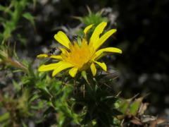 Cullumia setosa setosa