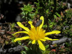 Cullumia setosa setosa