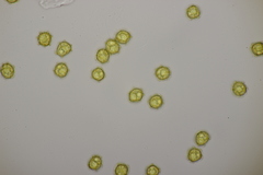 Oligonema affine