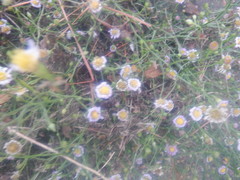 Symphyotrichum divaricatum