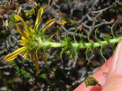 Cullumia setosa setosa