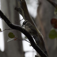 Melithreptus validirostris