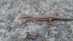 Takydromus wolteri