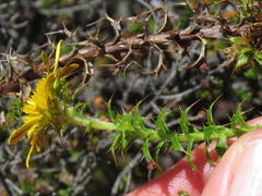 Cullumia setosa setosa