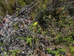 Cullumia setosa setosa