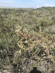 Leucadendron verticillatum