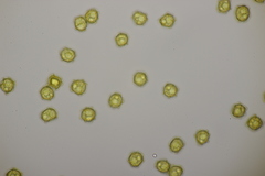 Oligonema affine
