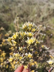 Leucadendron verticillatum