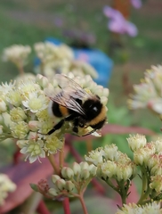 Bombus