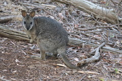 Notamacropus eugenii