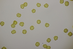 Oligonema affine