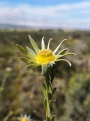 Leucadendron verticillatum