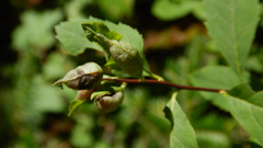 Dasineura salicifoliae
