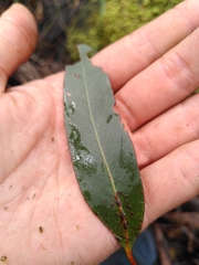 Eucalyptus brookeriana