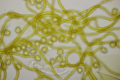 Oligonema affine