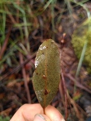 Eucalyptus brookeriana