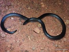 Atractaspis bibronii