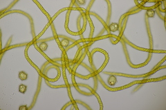 Oligonema affine