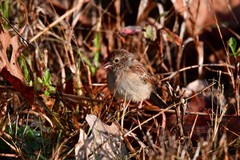 Spizella pusilla