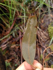 Eucalyptus brookeriana